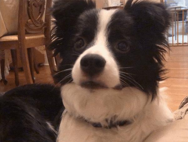 A.gif