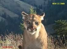 Cougar in the Blues.jpg