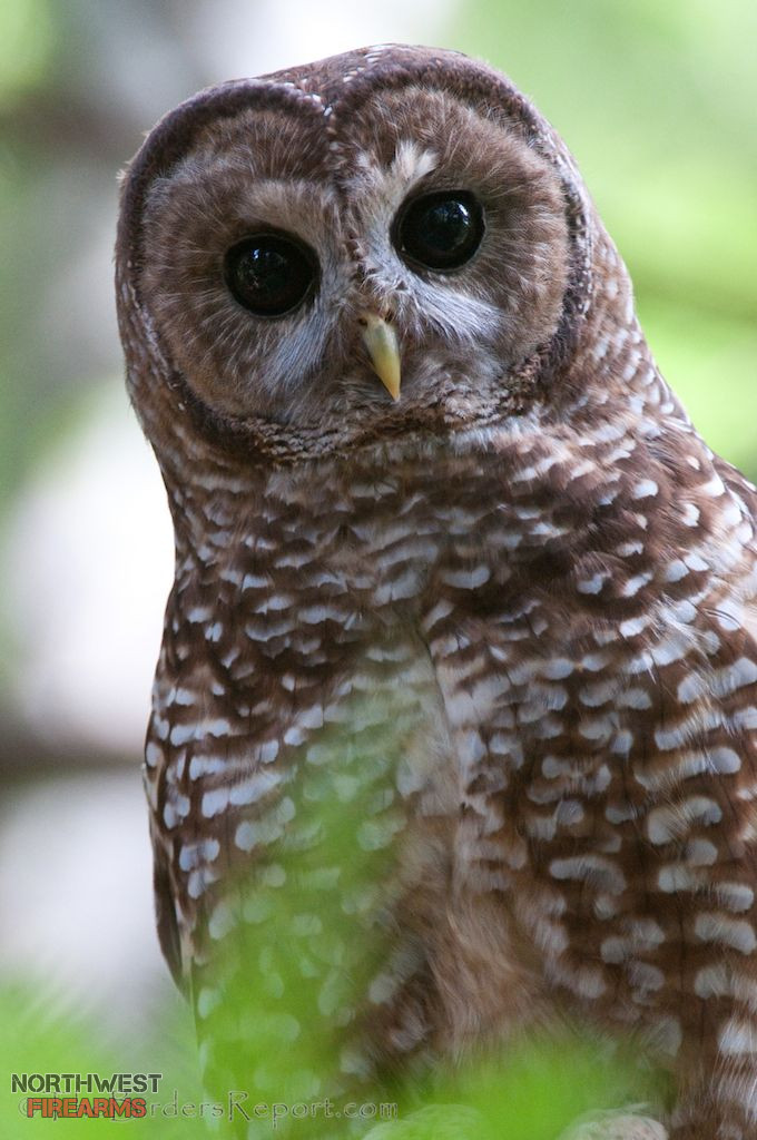 owl.jpeg