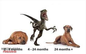 PuppyDogRaptor.jpeg