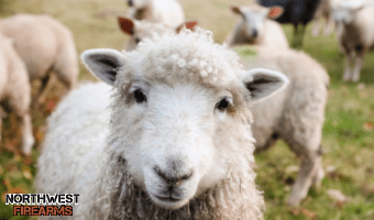 sheep.png