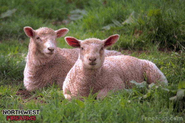 sheep.png