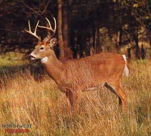 wtdeer.JPG